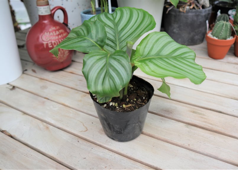 カラテア オルビフォリア | mana's farm:塊根植物・アガベ・ドライ