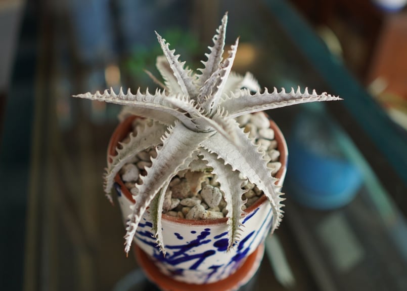 ディッキア ハイブリット Dyckia Hyb. | mana's farm:塊根植物・アガベ