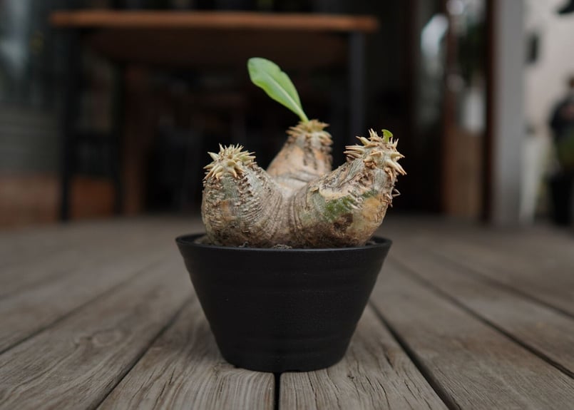 パキポディウム エブレネウム Pachypodium eburneum | mana's fa