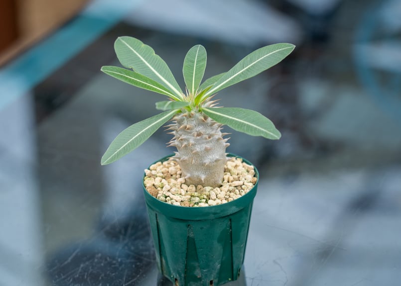 パキポディウム ホロンベンセ | mana's farm:塊根植物・アガベ・ドライ