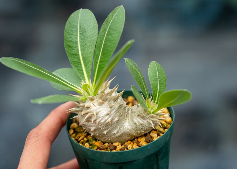 パキポディウム レウコキサンツム | mana's farm:塊根植物・アガベ