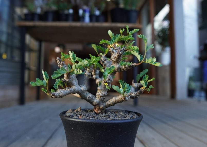 センナ メリディオナリス Senna meridionalis | mana's farm:塊