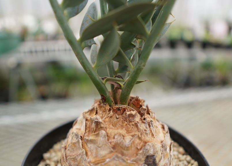 エンセファラルトス ホリダス Encephalartos horridus NO.4 |