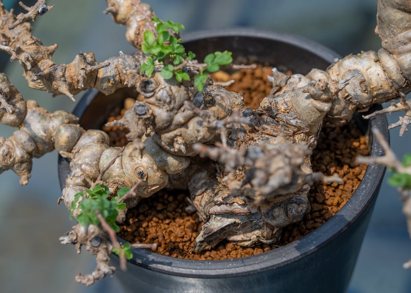 コミフォラ エイル 特選株 | mana's farm:塊根植物・アガベ・ドライ