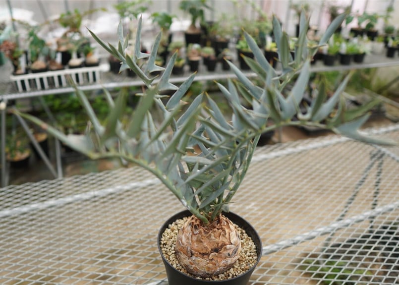 エンセファラルトス ホリダス Encephalartos horridus NO.4 |