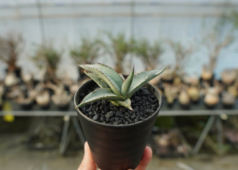 アガベ シャークスキン Agave Sharkskin | mana's farm:塊根植物・