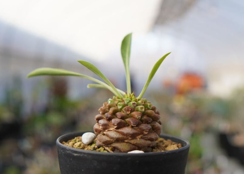 ユーフォルビア 鉄甲丸 実生 群生株 ユーフォルビア・鉄甲丸 | trigger