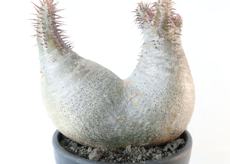 パキポディウム グラキリス 双頭株 №2 | mana's farm:塊根植物