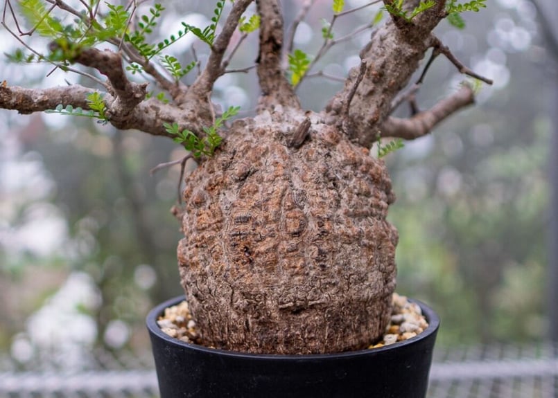 オペルクリカリア パキプス | mana's farm:塊根植物・アガベ・ドライ