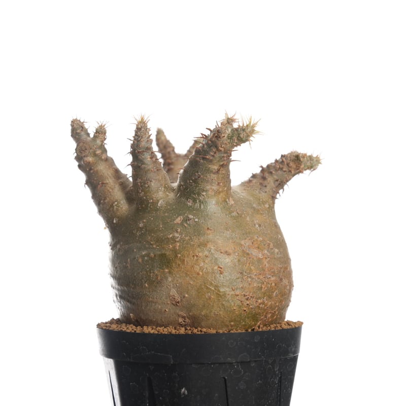 Pachypodium rosulatum var. gracilius 【発根済み】〈幹