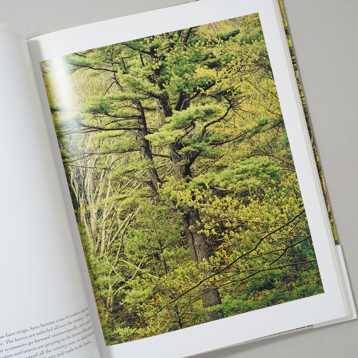 In Wildness Is the Preservation / Eliot Porter(