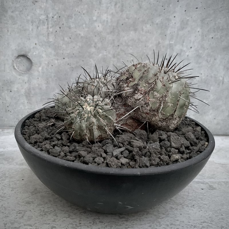 群生 コピアポア 黒士冠 Copiapoa cinerea var. dealbata | bot.