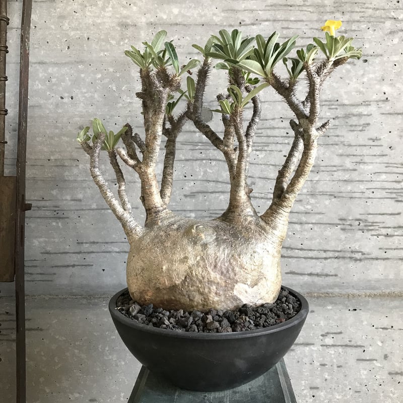 パキポディウム グラキリス 超特大株 特選蟹型 | bot.