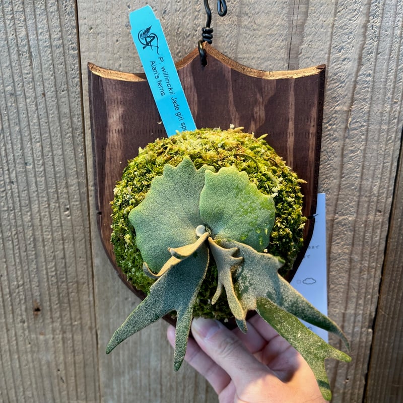 ビカクシダ・ウィリンキー ジェイドガール スポア | AOKI KAEN