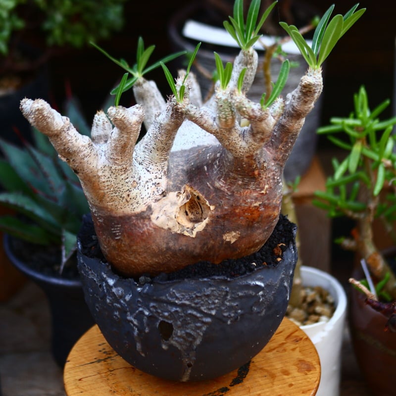 パキポディウム イノピナツム／Pachypodium Inopinatum no.912