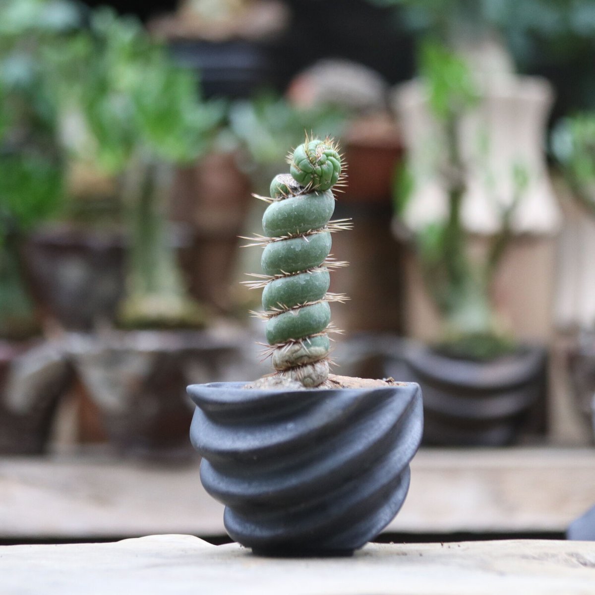 ユーリキニア カスタネア スピラリス／Eulychnia castanea f. 'spira