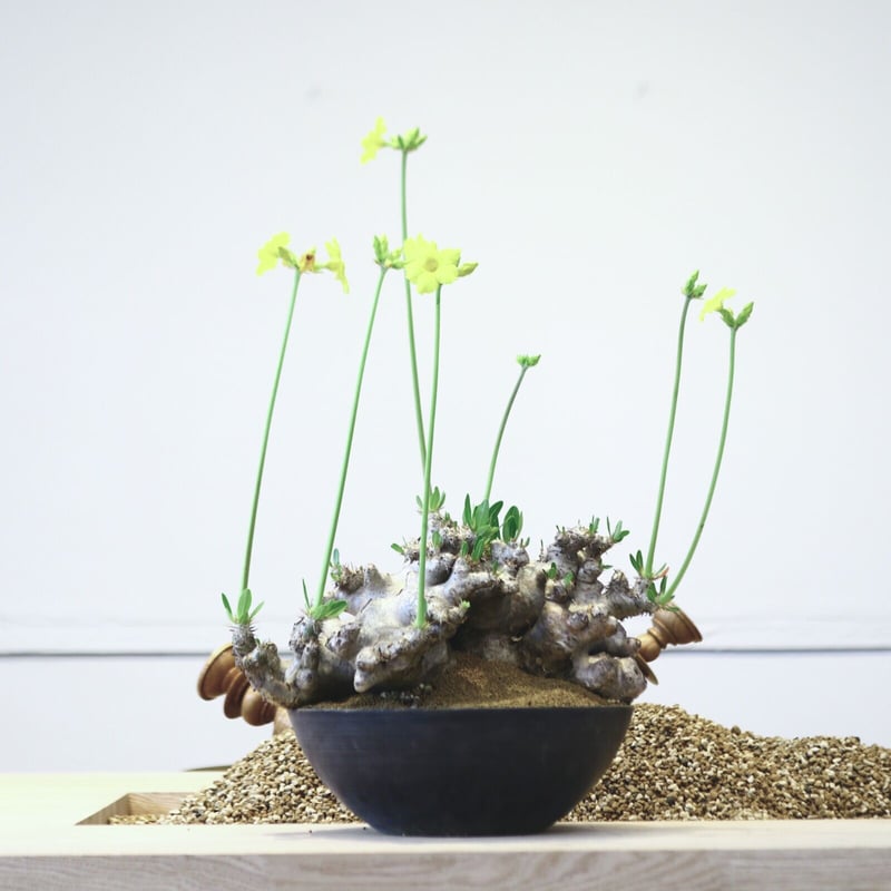 パキポディウム ブレビカリックス / Pachypodium densiflorum var.