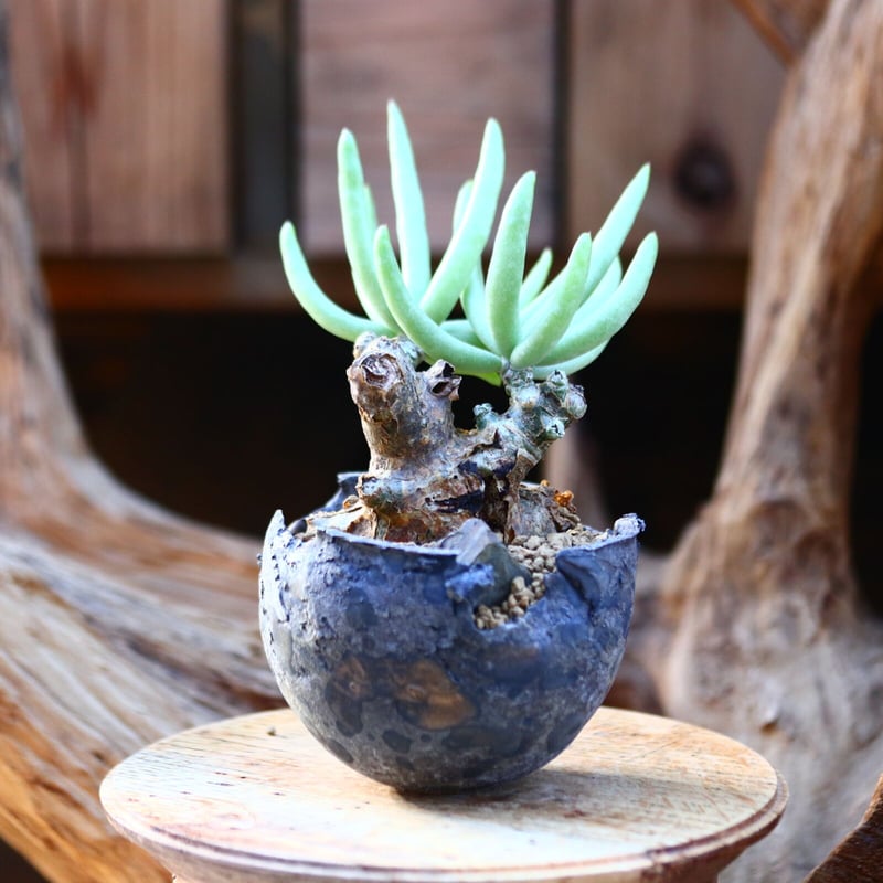 チレコドン ペアルソニー 白象 / Tylecodon pearsonii / 発根済み n