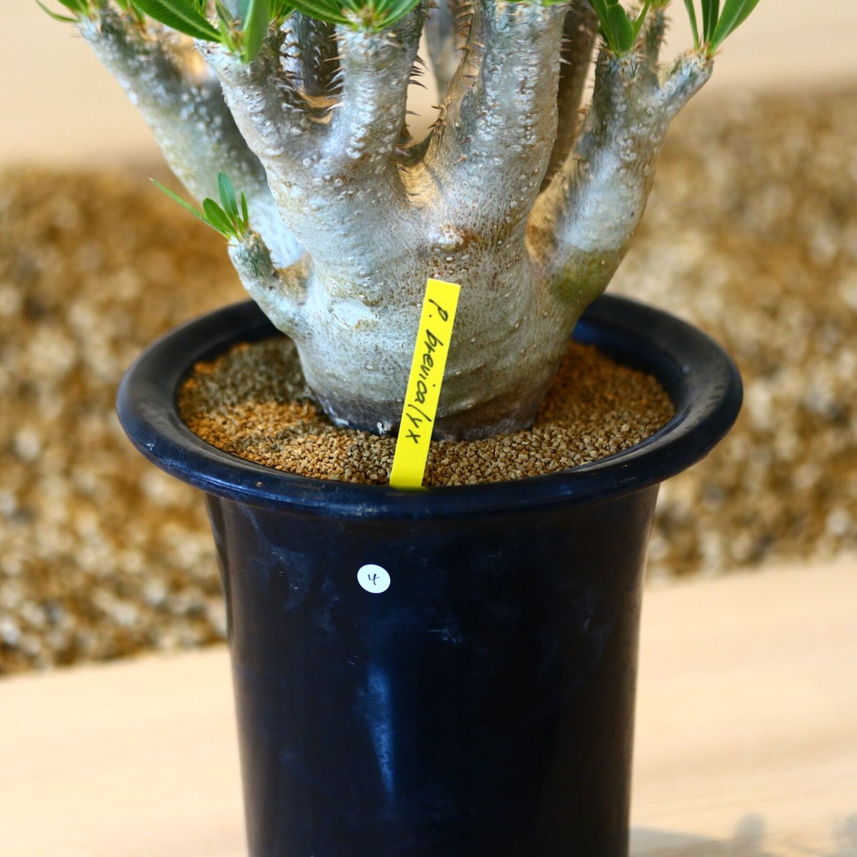 パキポディウム ブレビカリックス / Pachypodium densiflorum var.