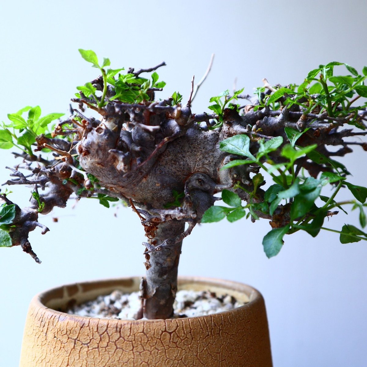 コミフォラ エイル no.002 Commiphora sp. Eyl no