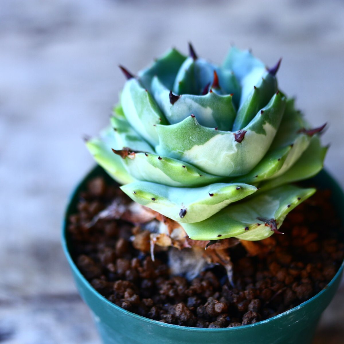 アガベ 王妃雷神白中斑 Agave potatorum v.verschaffeltii'Ou