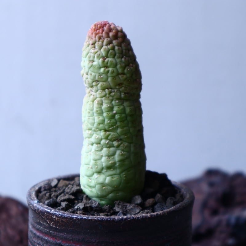 ラリレアキア カクティフォルメ 仏頭玉 Larryleachia cactiformis