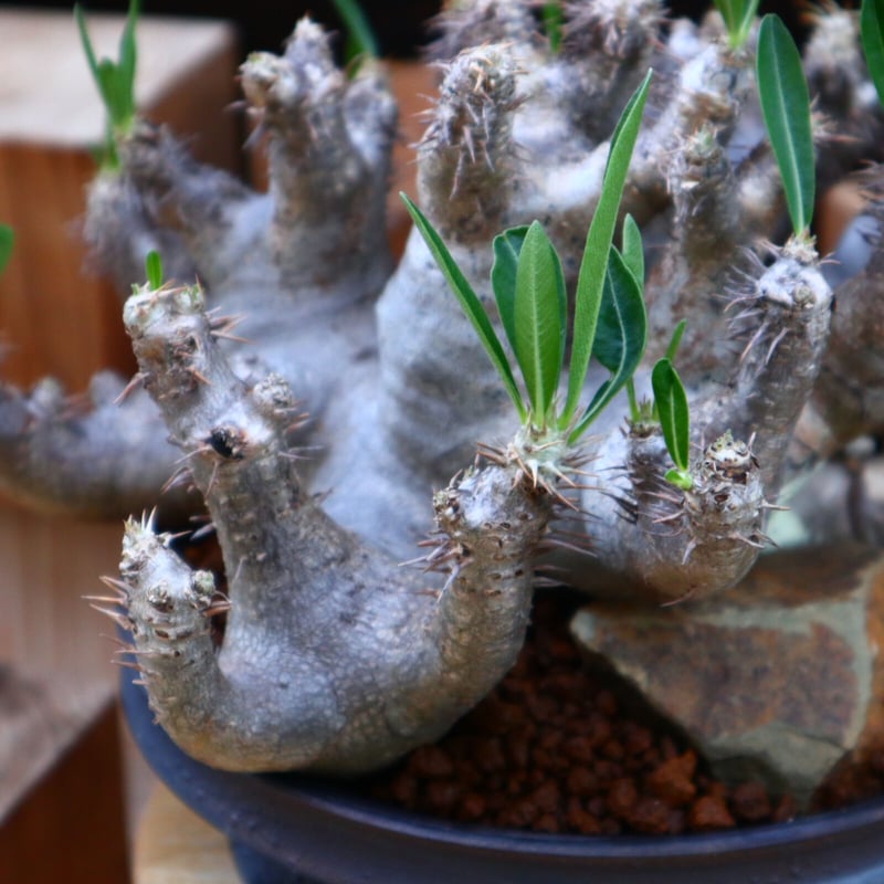 パキポディウム ブレビカリックス／Pachypodium densiflorum var. b