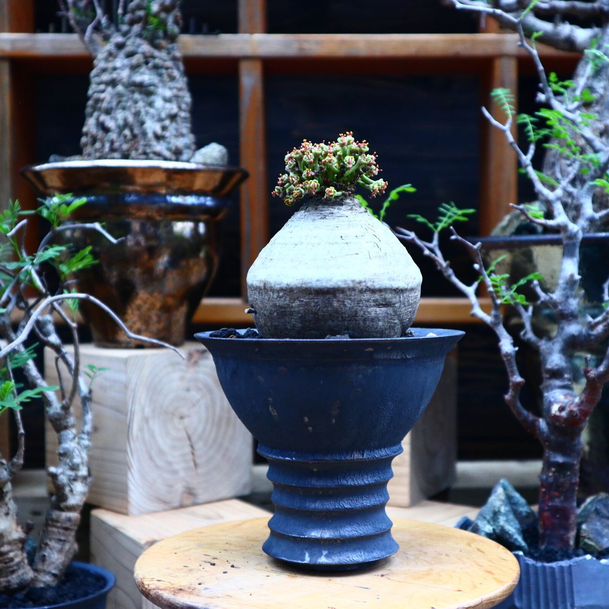 ユーフォルビア デシドゥア／Euphorbia decidua no.81530 |