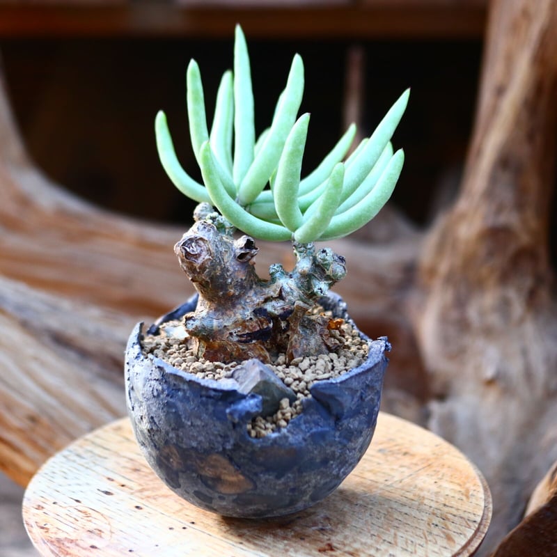 チレコドン ペアルソニー 白象 / Tylecodon pearsonii / 発根済み n