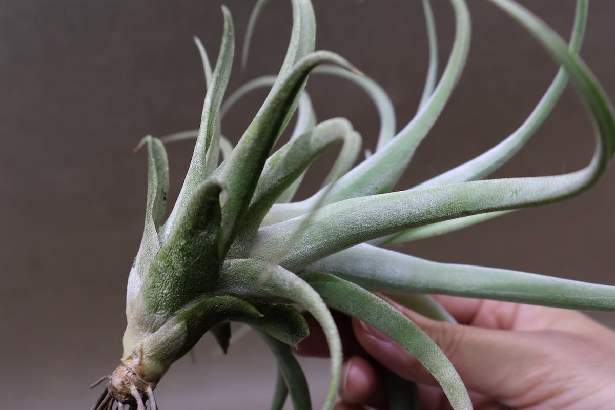 キセログラフィカ × イオナンタバンハイニンギー 03号 | air-plants