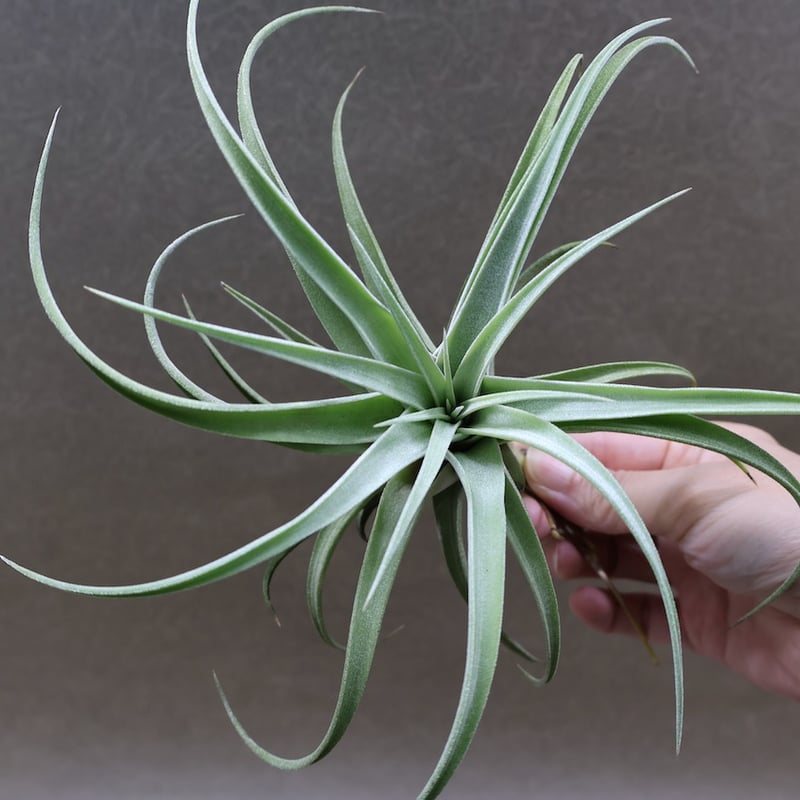 キセログラフィカ × イオナンタバンハイニンギー 03号 | air-plants