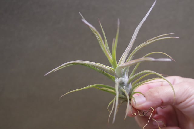 ティムズツイスター × レックス 02号 | air-plants TENGU-DO