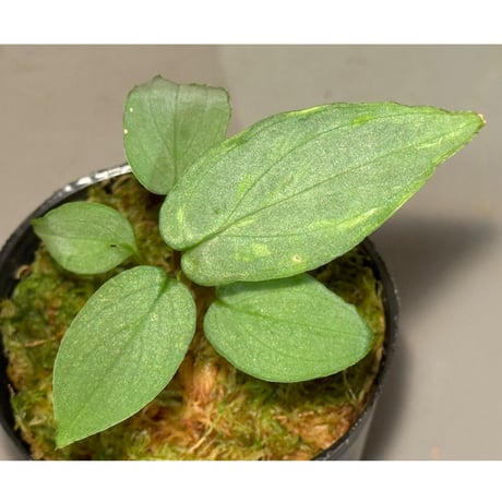 ホマロメナ sp.Langat F. 正規タグ付き 2026年最新】ホマロメナ 正規