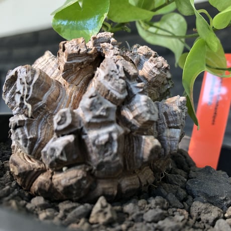 ディオスコレアアフリカ亀甲竜 | STORES