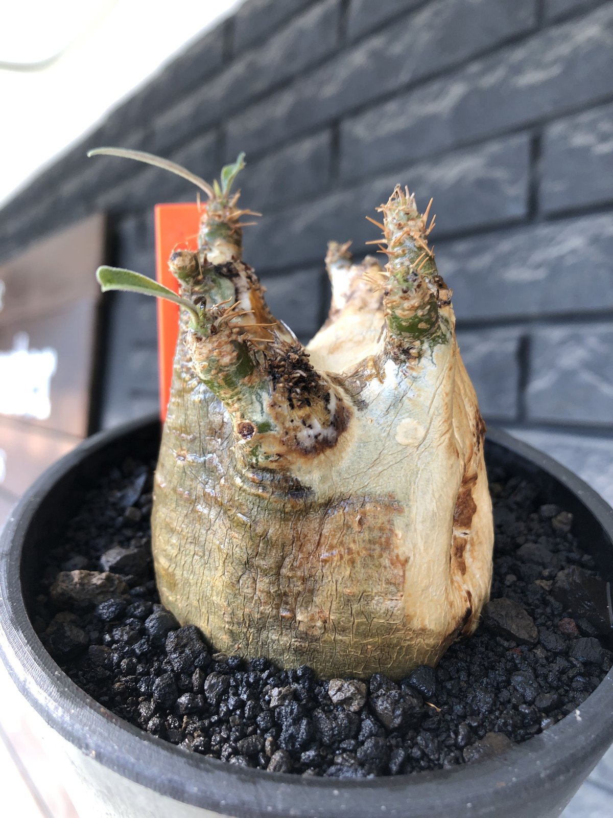 パキポディウム グラキリス バリエム鉢付き 【公式通販】