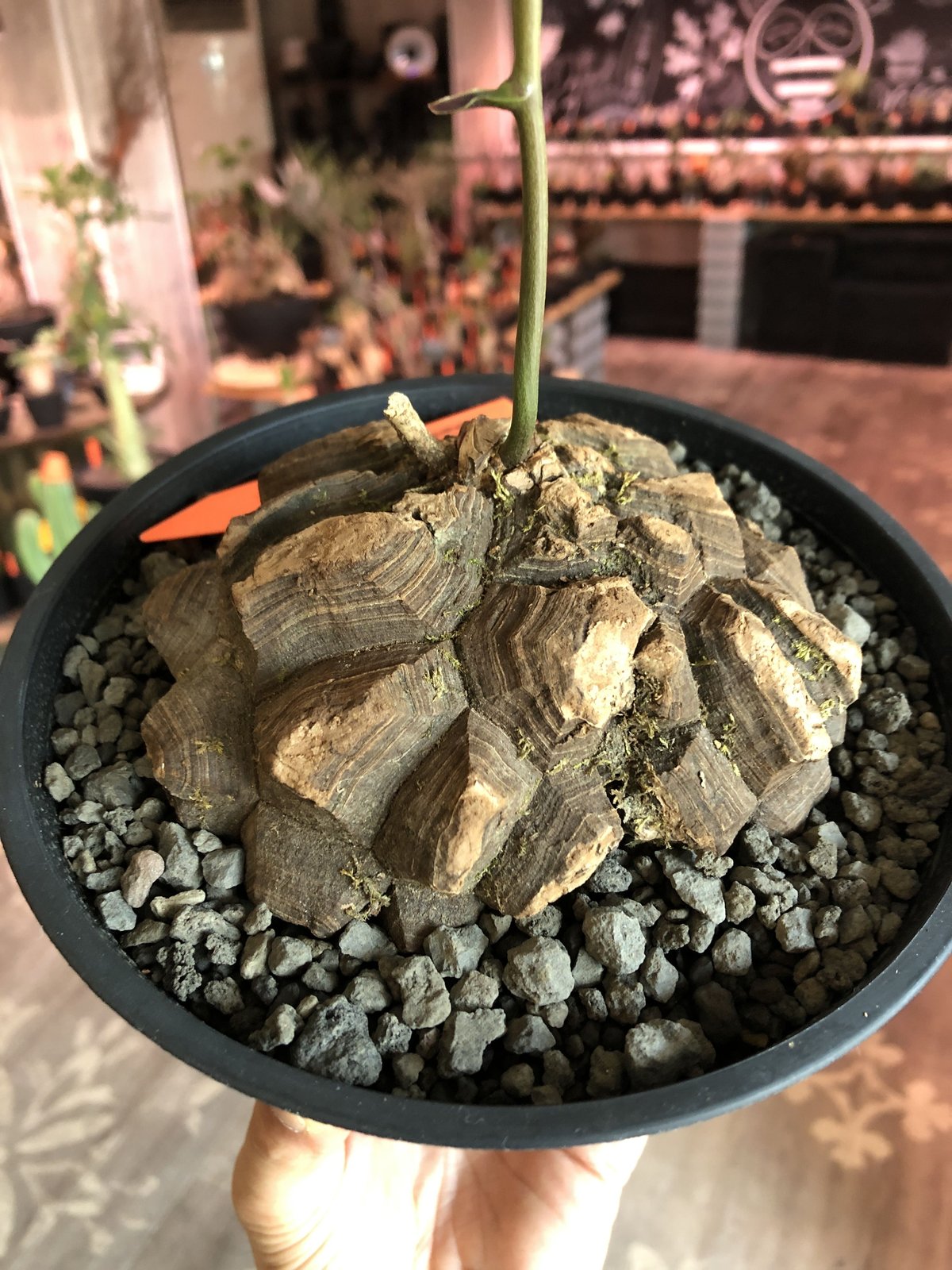 dioscorea macrostachya メキシコ亀甲竜《L size》※現地球らしい切