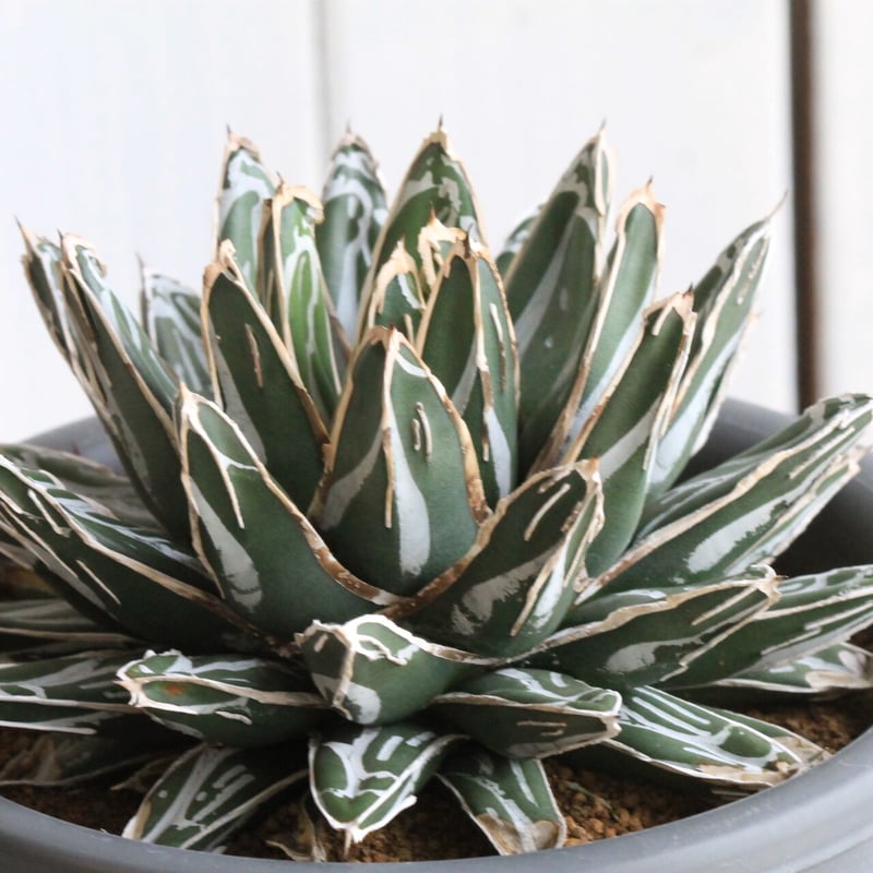 アガベ 爪白姫笹の雪 | hanayoshi-botanical