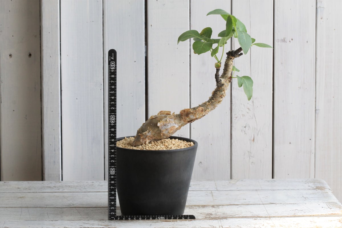 コミフォラ グイドッティ | hanayoshi-botanical