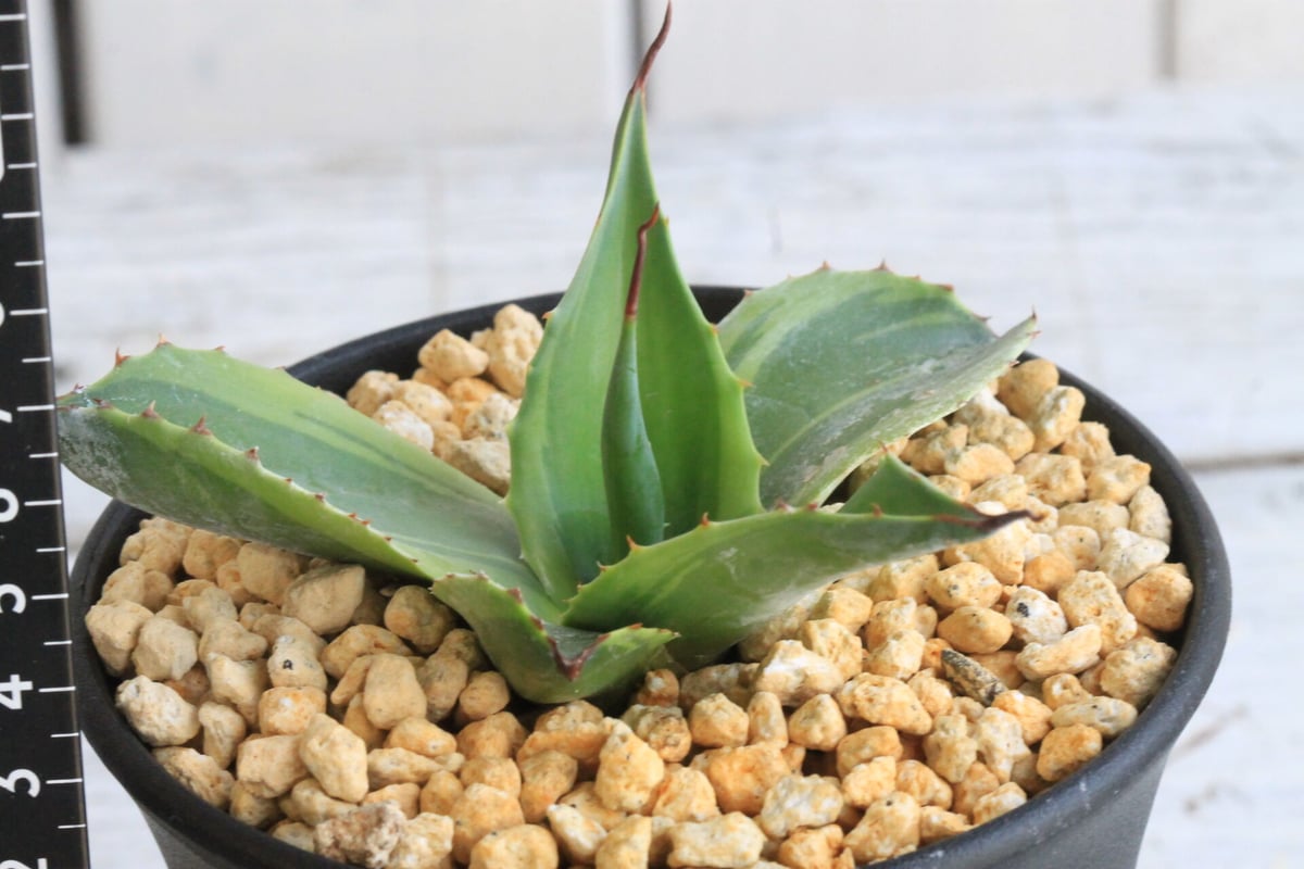 アガベ オバティフォリア キラー | hanayoshi-botanical