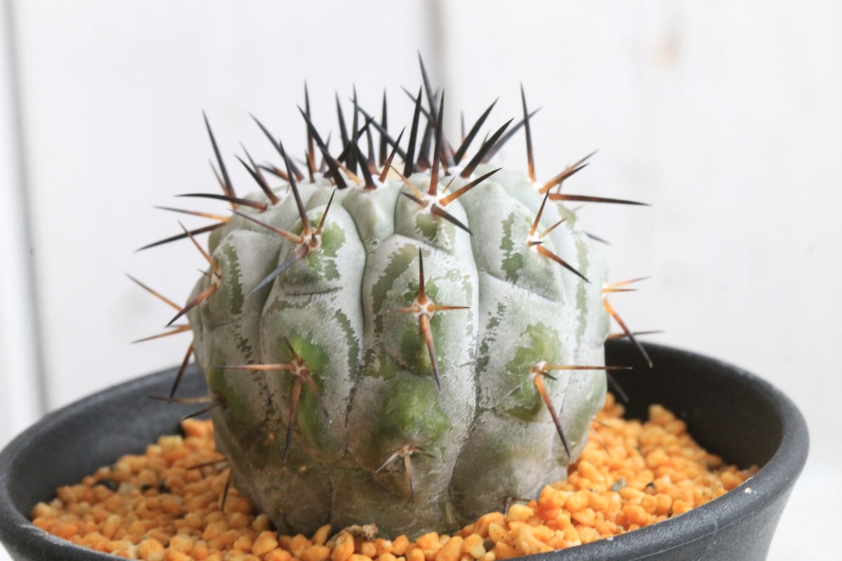 コピアポア シネレア 黒王丸① | hanayoshi-botanical