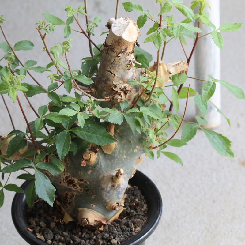 コミフォラ カタフ ターカネンシス | hanayoshi-botanical