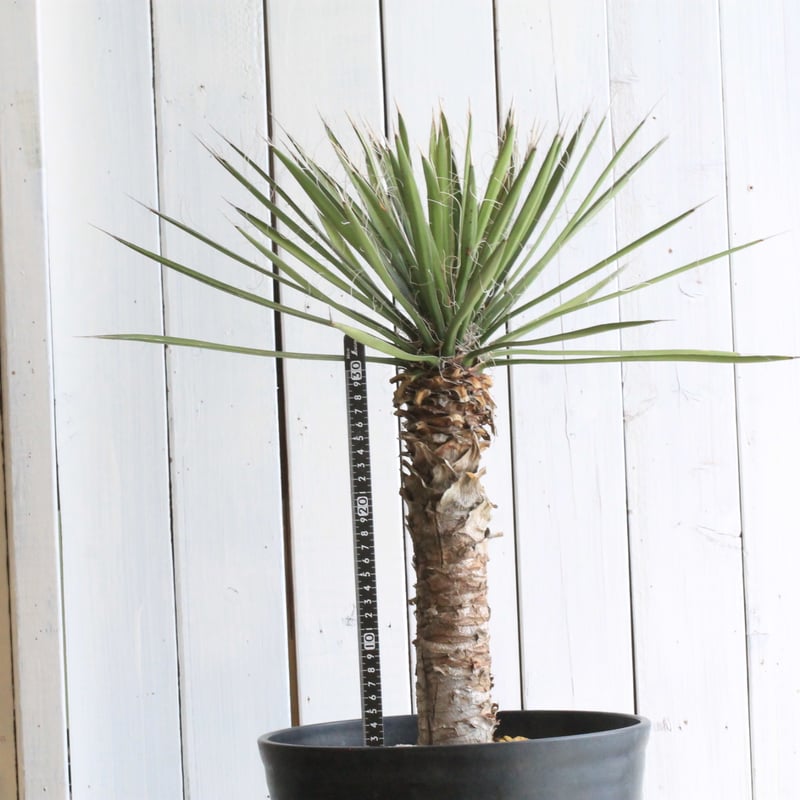 ユッカ フィリフェラ | hanayoshi-botanical