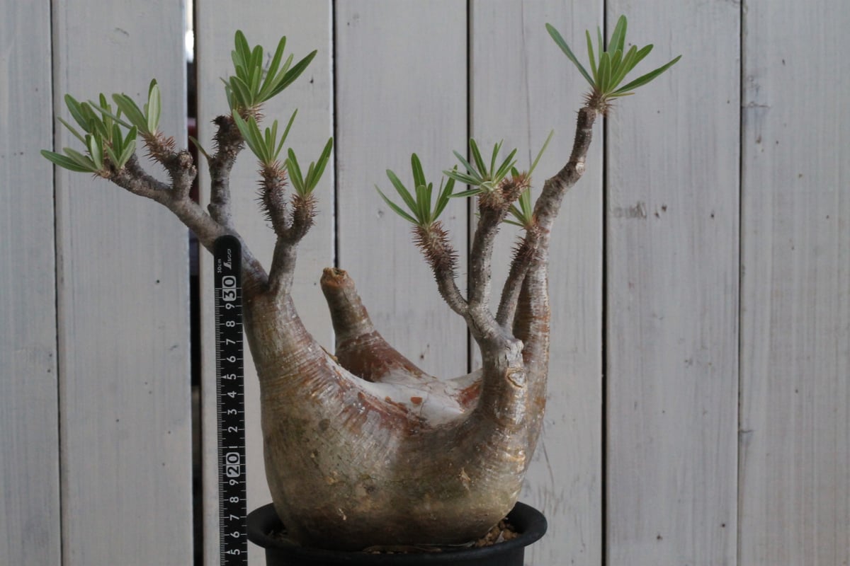 パキポディウム グラキリス 現地球 | hanayoshi-botanical