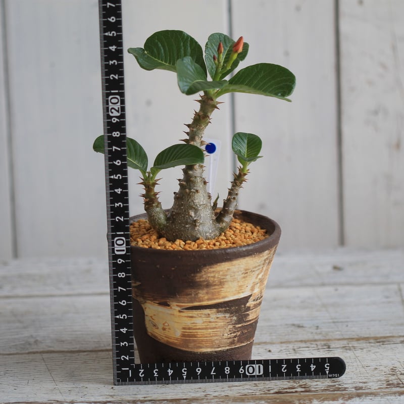 パキポディウム ウィンゾリー 実生 | hanayoshi-botanical