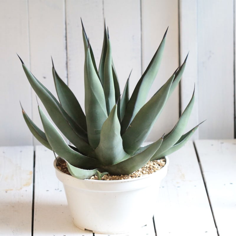 Agave シャークスキン | hanayoshi-botanical