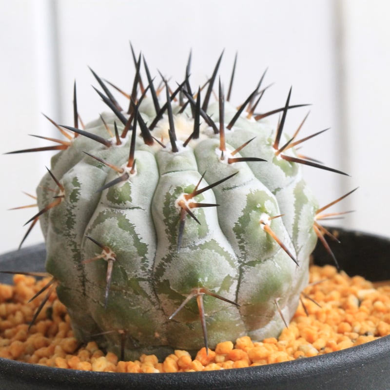 コピアポア シネレア 黒王丸① | hanayoshi-botanical