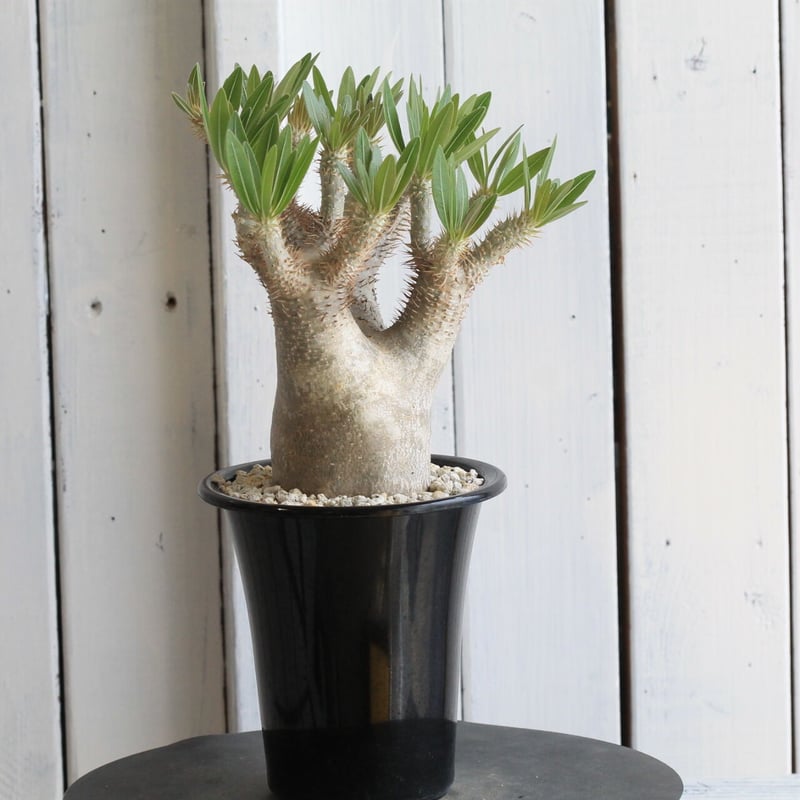 パキポディウム イノピナツム | hanayoshi-botanical