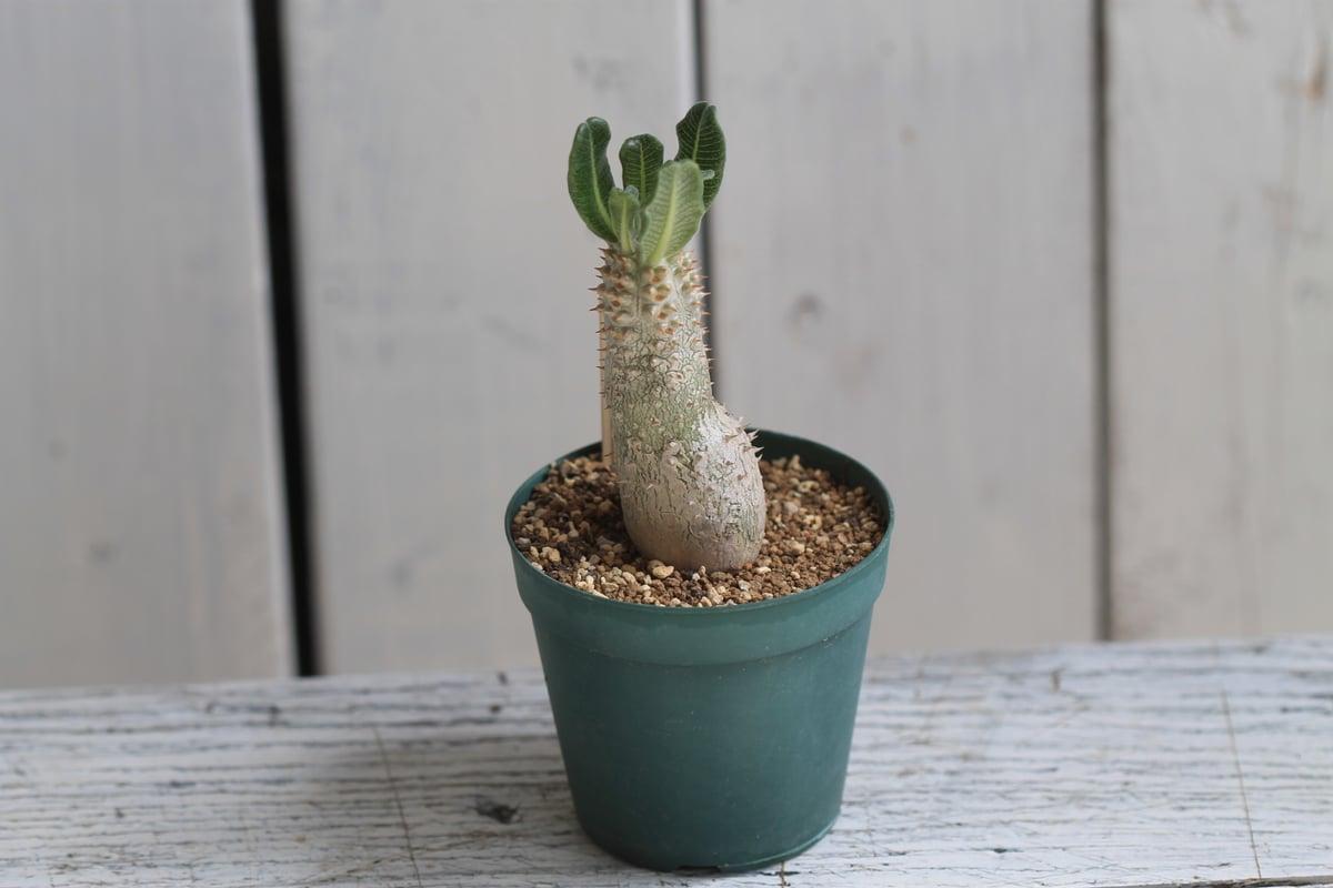 パキポディウム タッキー | hanayoshi-botanical