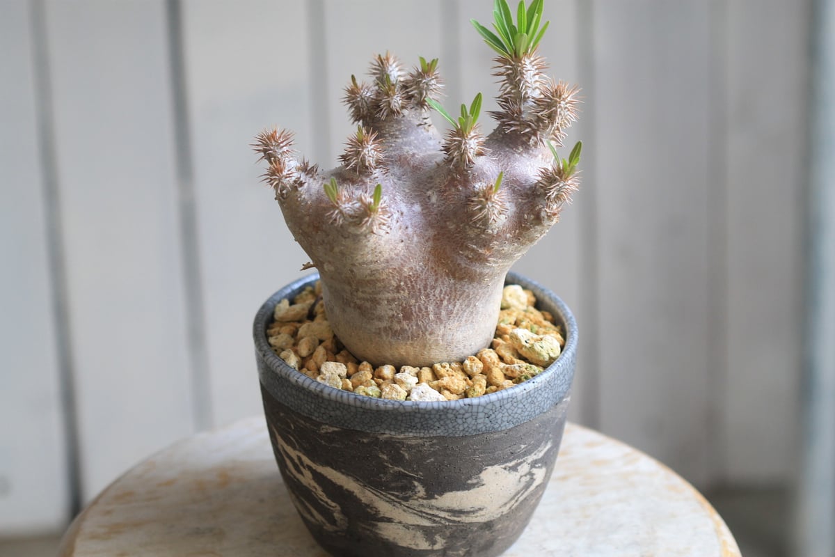 パキポディウム ブレビカリックス | hanayoshi-botanical