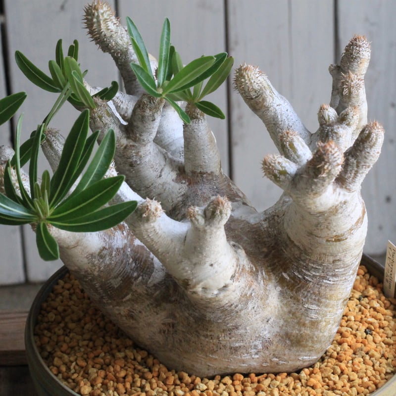 パキポディウム イノピナツム yaji²ポット | hanayoshi-botanical